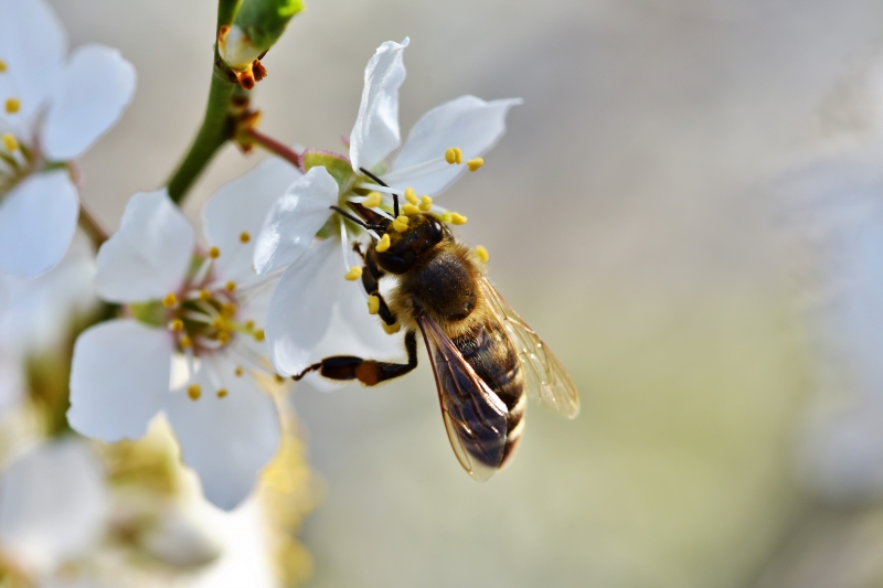 jardinerie-LUCERAM-min_bee-4092986